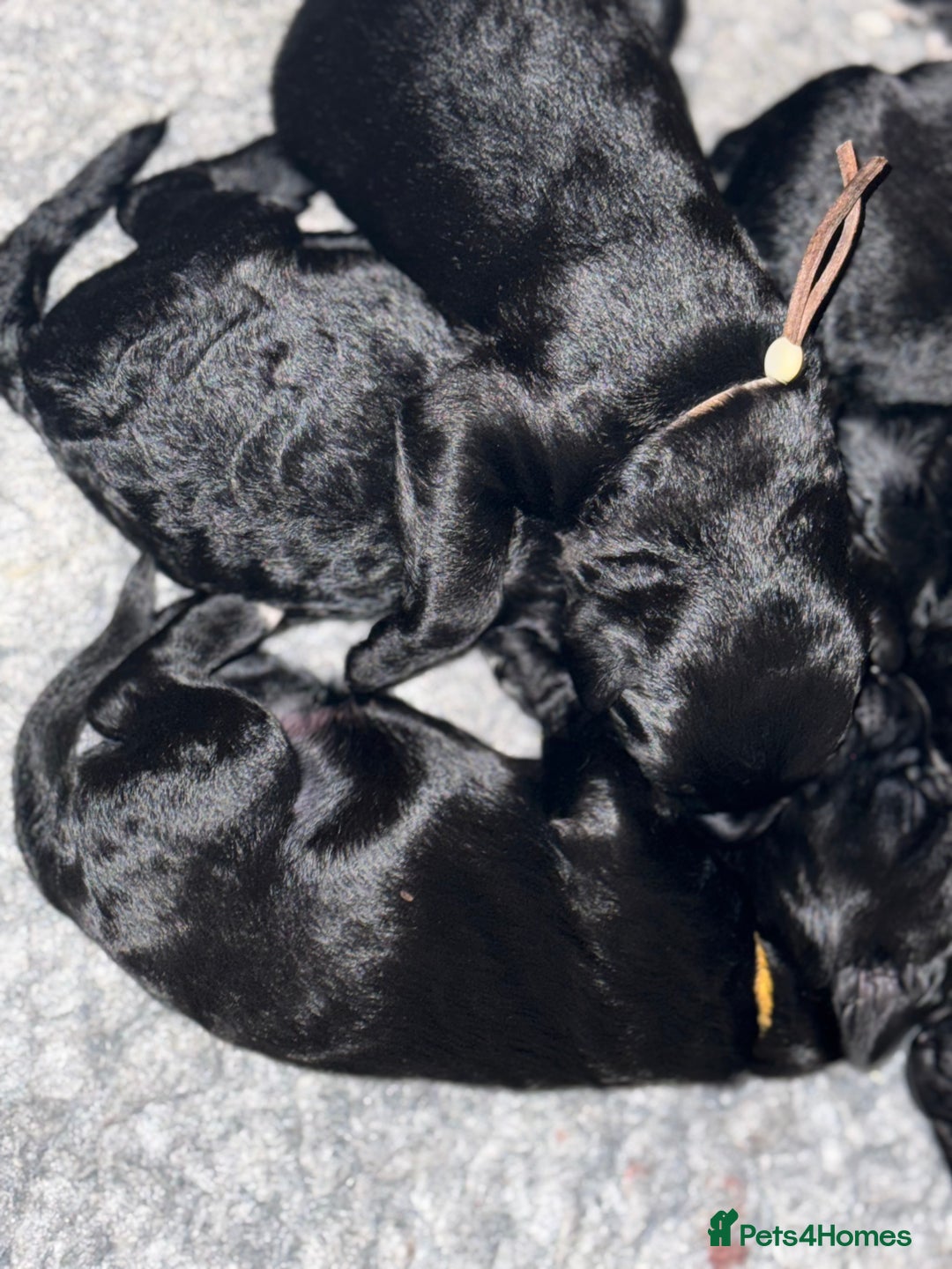 Mixed Breed dogs for sale: 5* medium half Australian labradoodles - Image 2
