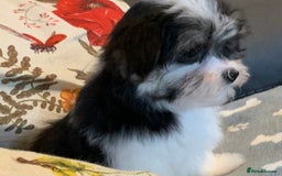 Maltese dogs for sale: Adorable little Maltese puppies  - Image 18