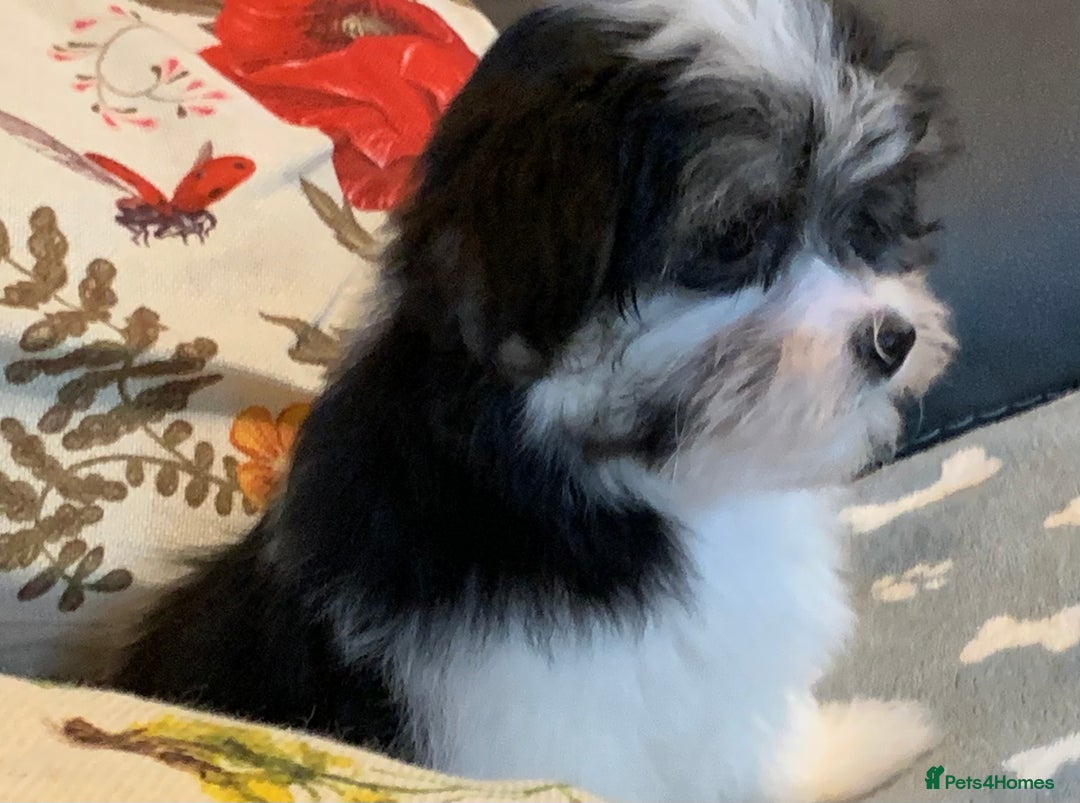 Maltese dogs for sale: Adorable little Maltese puppies  - Image 18