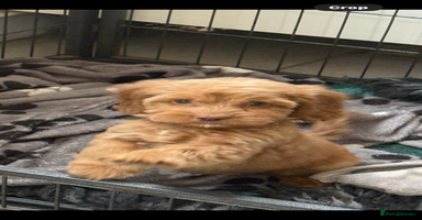 Cockapoo dogs - Advert 16