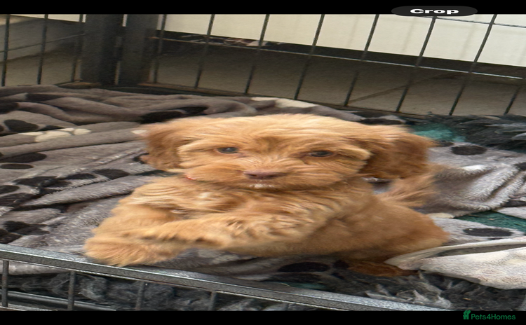 Cockapoo dogs - Advert 2