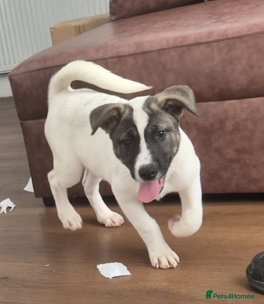 Mixed Breed dogs for sale: F1 American Bulldog x American Akita Puppies - Advert 2