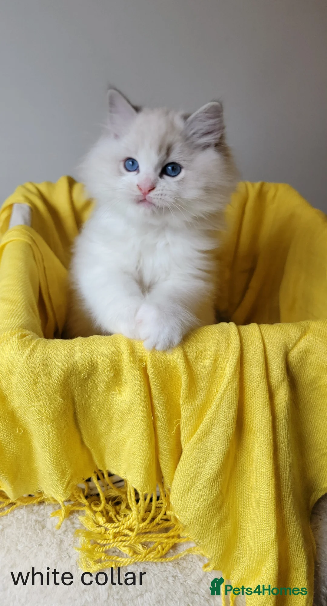 Ragdoll cats for sale: 😸Fully GCCF Certified Pedigree Ragdoll kittens💕 - Advert 28