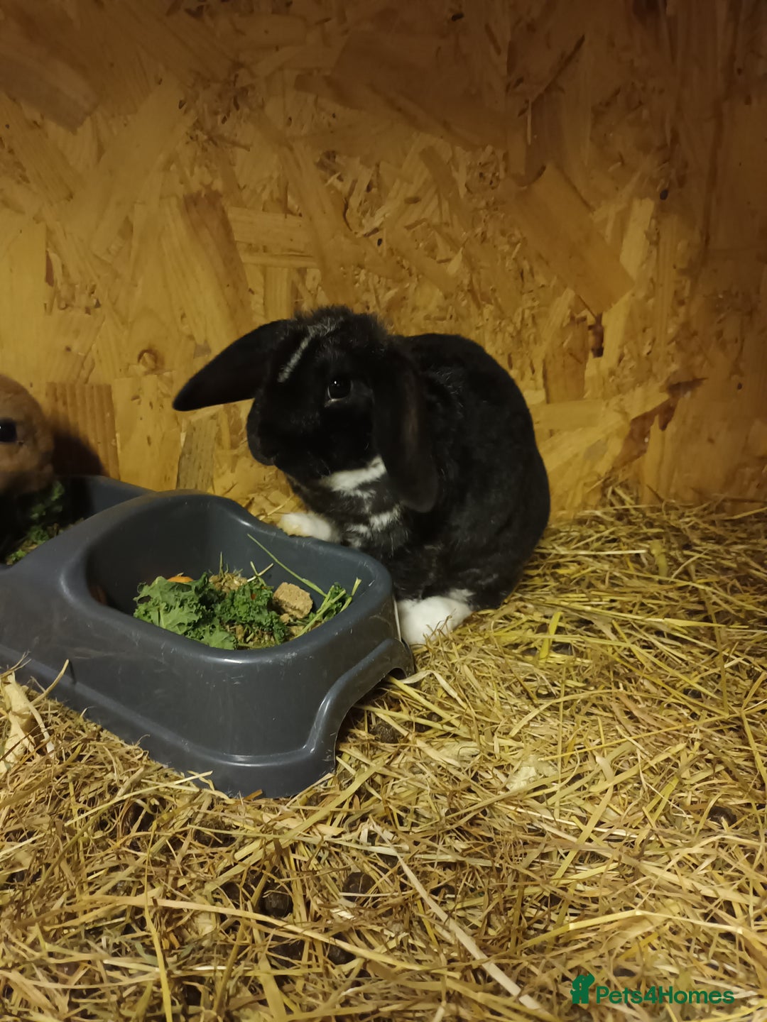 Mini Lop rabbits for sale: Plush mini lops  - Advert 3