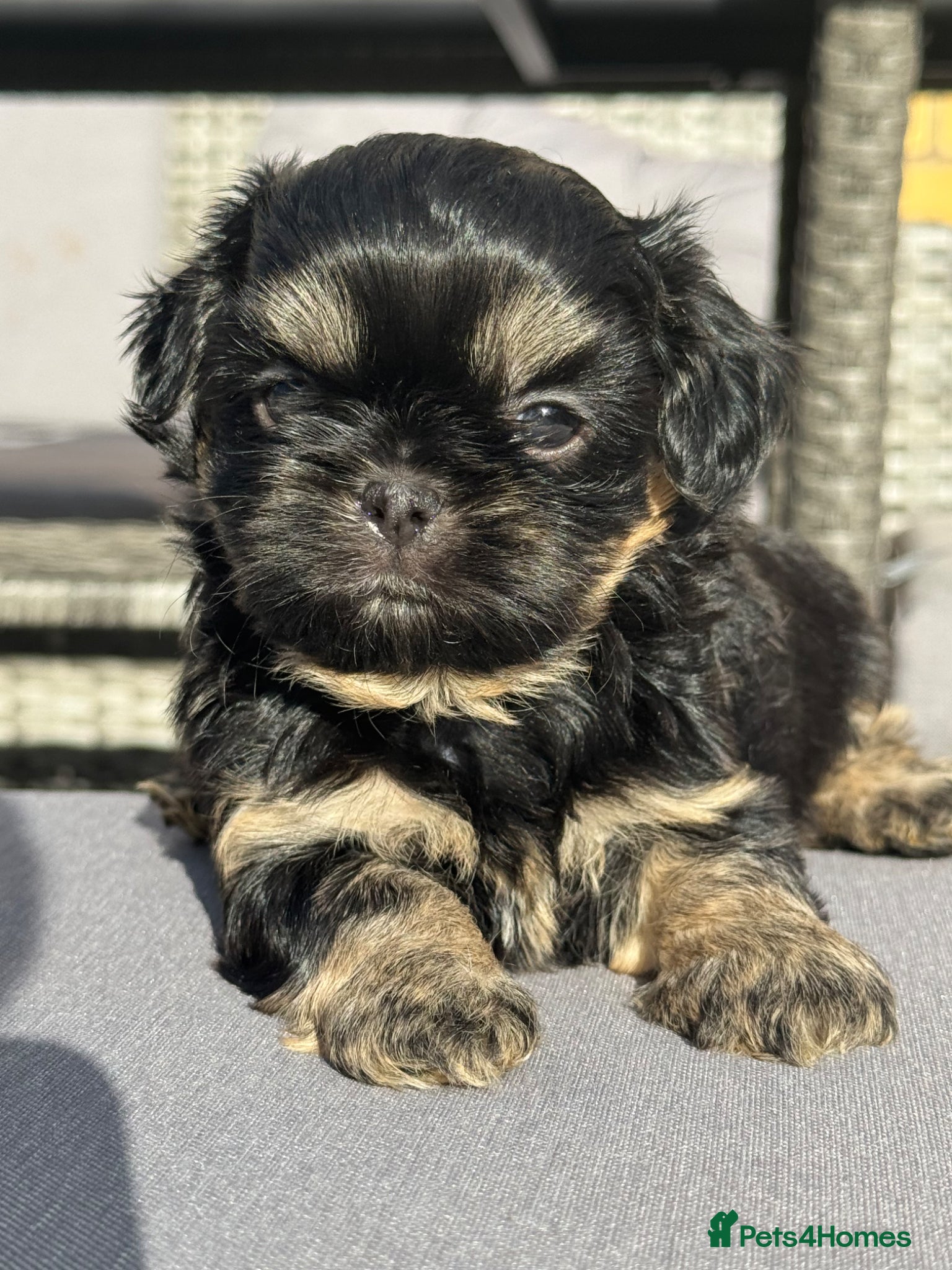 Shih Tzu dogs Imperial dobies 2 boys left LICENSED BREEDER  - Advert 1