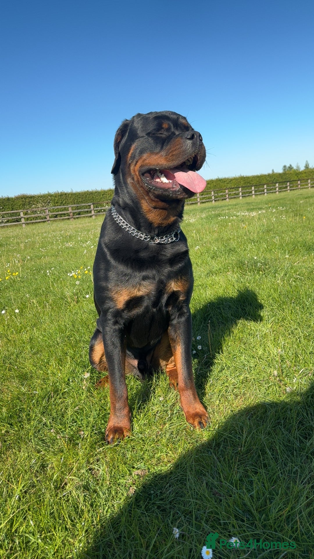 Rottweiler dogs for stud: Stud dog available  - Advert 3