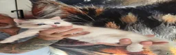 Ragdoll cats for sale: Outstanding quality Tortie Ragdolls - Advert 3
