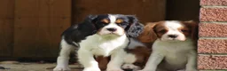 Cavalier King Charles Spaniel dogs for sale: Beautiful Cavalier King Charles Spaniel puppies - Advert 25