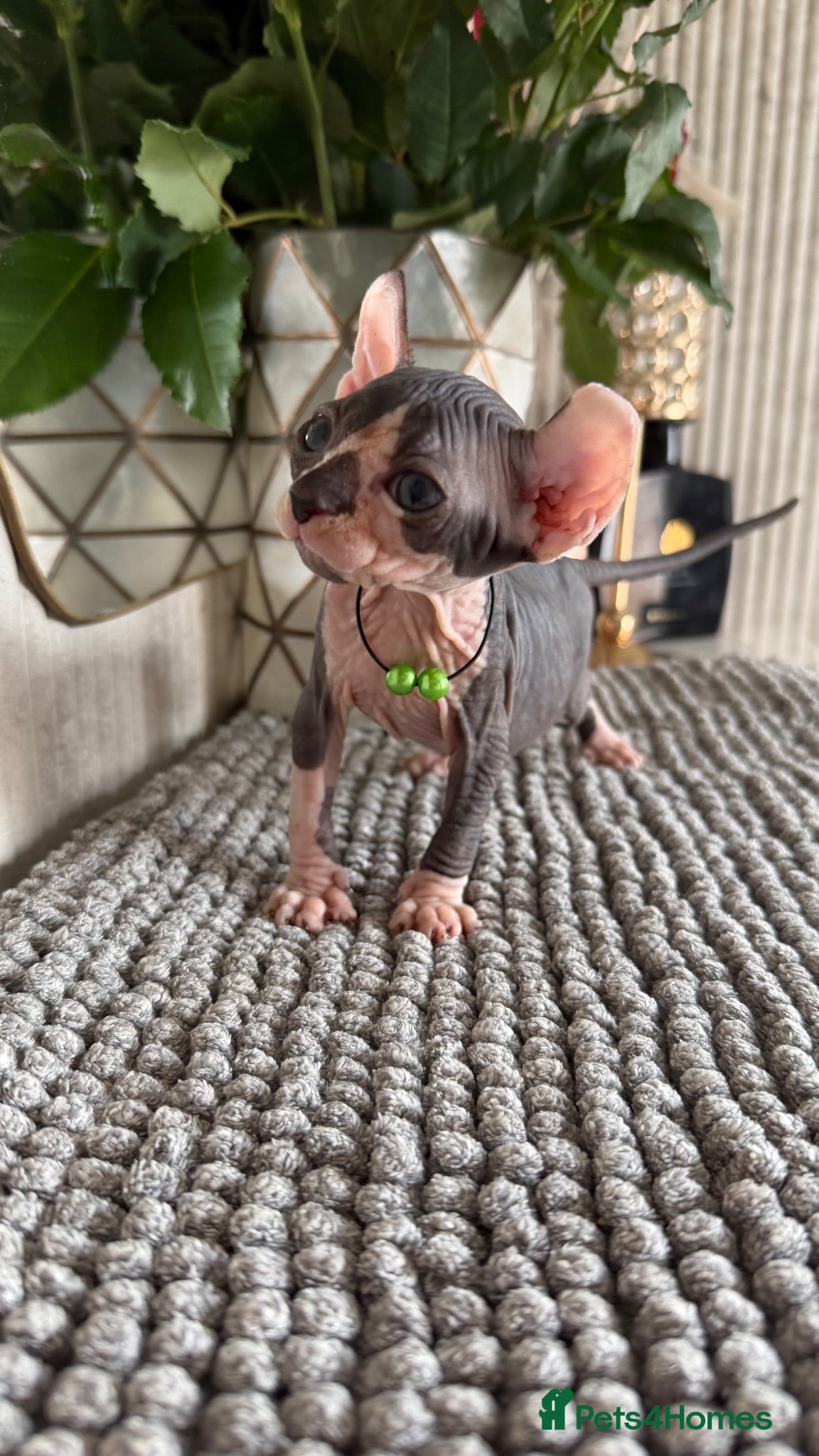 Sphynx cats Last boy !!! Ready to go Soon ❤️ - Advert 2