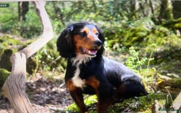 Cocker Spaniel dogs for sale: KC COCKER PUPS TRI BLACK TAN WHITE RED BLUE ROAN - Image 6
