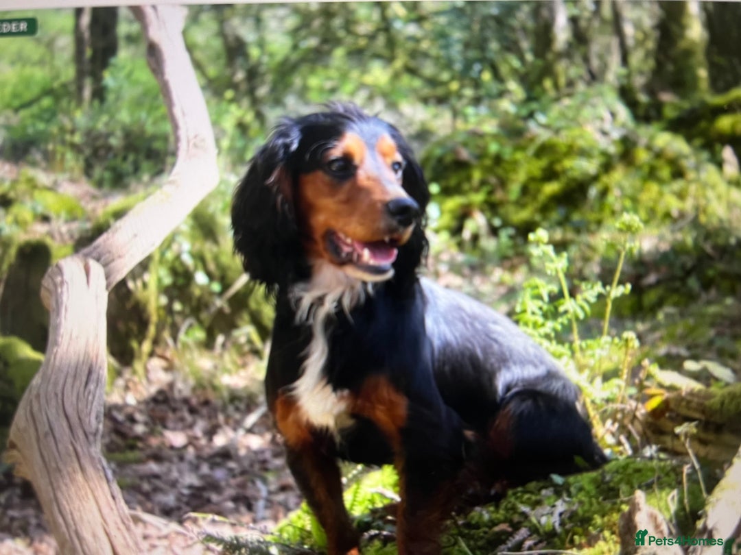 Cocker Spaniel dogs for sale: KC COCKER PUPS TRI BLACK TAN WHITE RED BLUE ROAN - Image 6