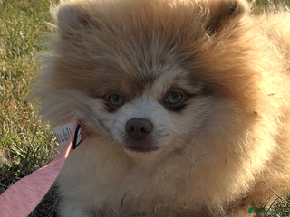 Pomeranian dogs 🧸⭐️ READY NOW !! BABY BOY TEDDY BEAR ⭐️🧸 - Advert 1