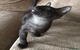 Serengeti cats for sale: Handsome tica reg black smoke male  - Image 1