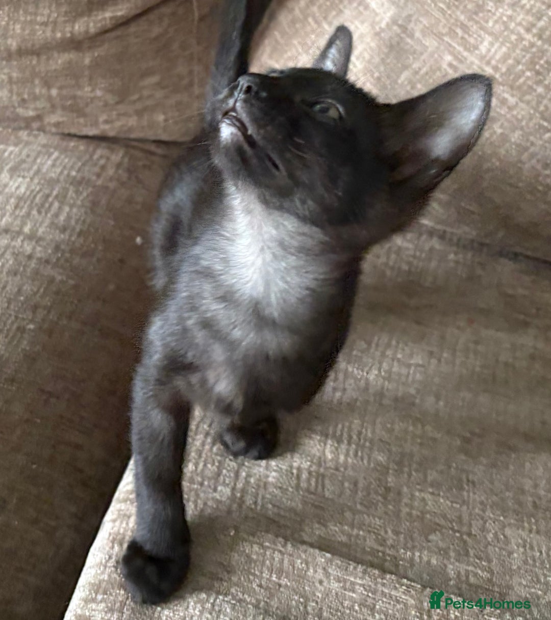 Serengeti cats for sale: Handsome tica reg black smoke male  - Image 1