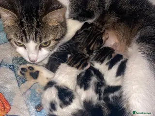 Mixed Breed cats Mixed tabby/Bengal kittens in Birkenhead - Advert 1