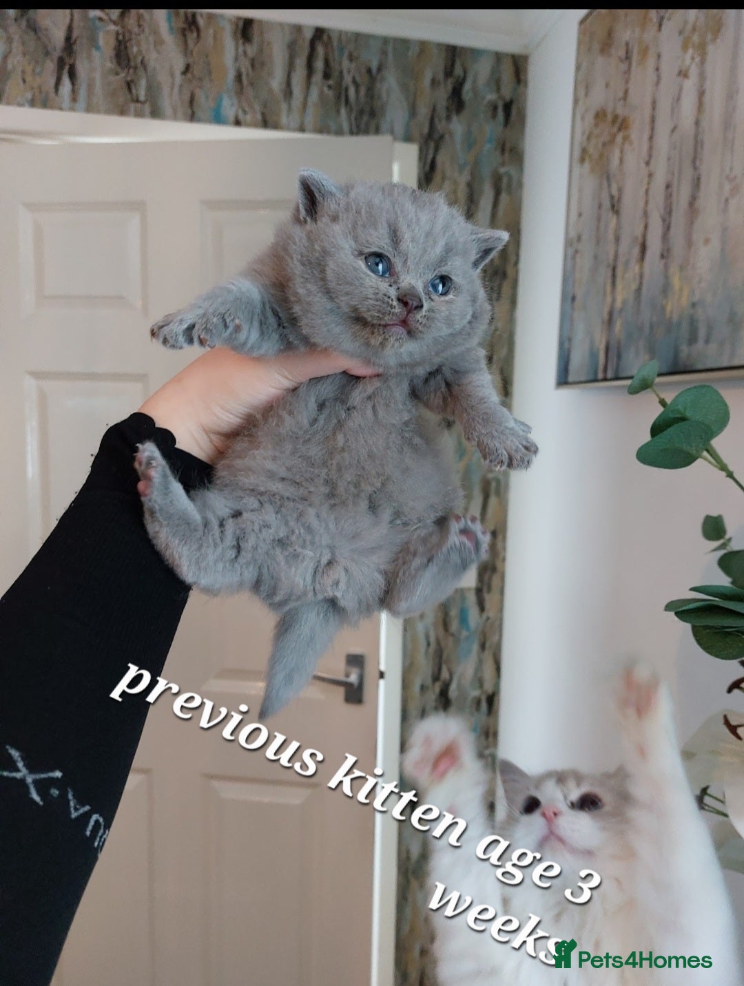 British Shorthair cats ❤️‍🔥PRESTIGIOUS🏆CHAMPION SIRED KITTENS! - Advert 1