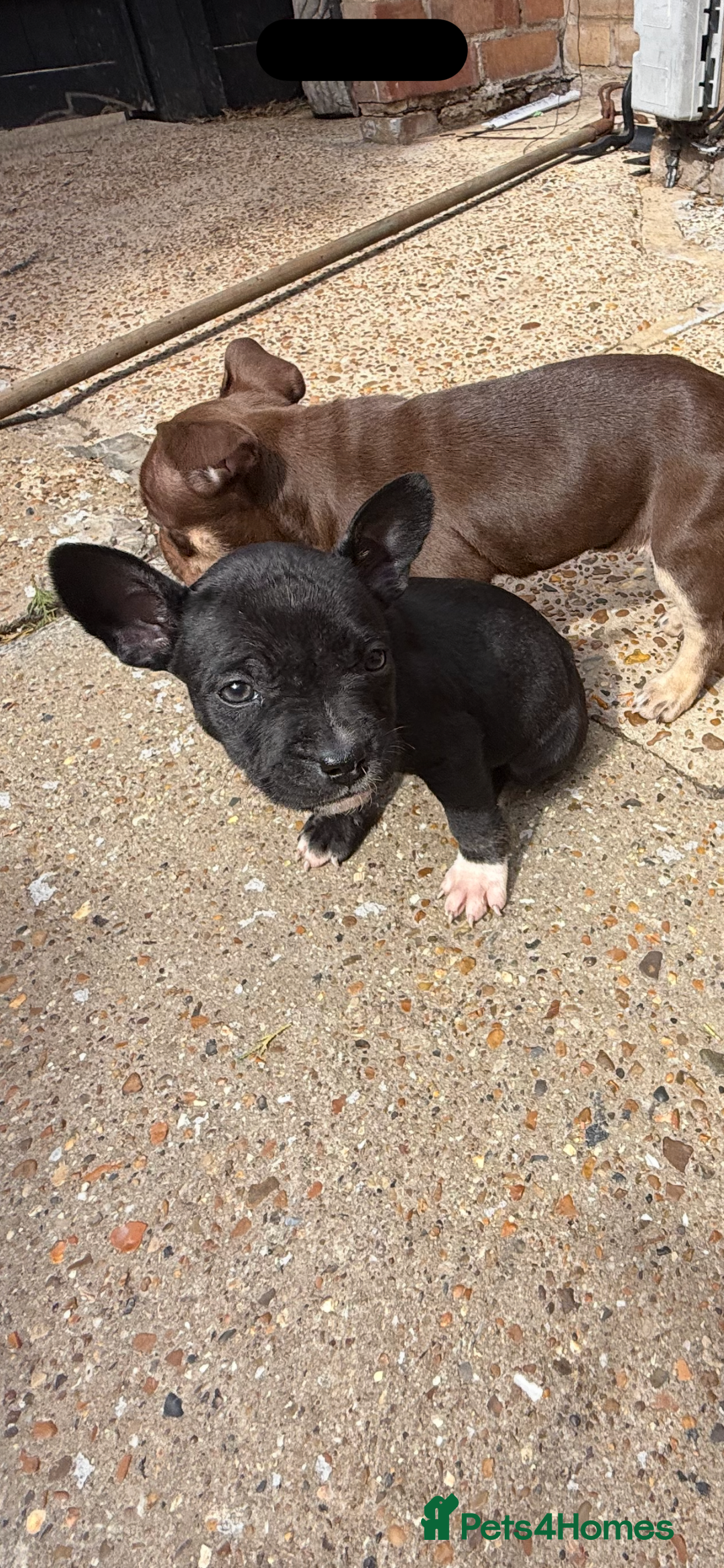 Mixed Breed dogs for sale: All sold  - Advert 10