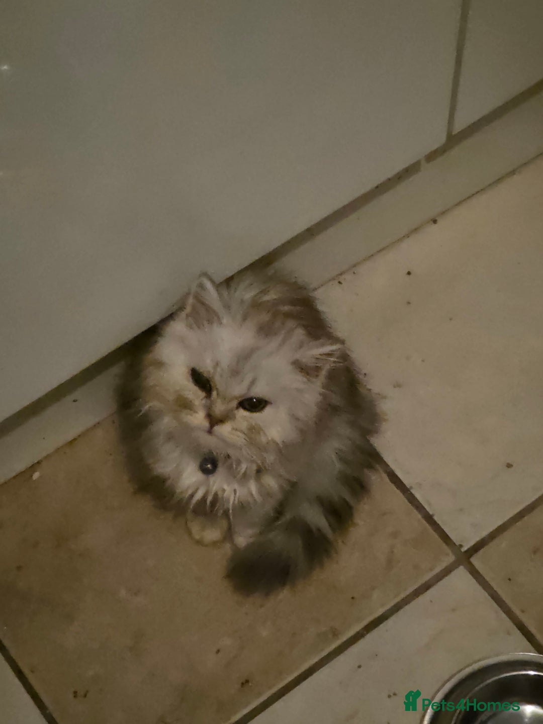 Maine Coon cats for sale: Gorgeous maine coon - Image 4