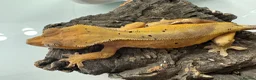 Gecko reptiles for sale: crested geckos - Advert 8