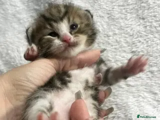 American Shorthair cats Mixed litter - Advert 6