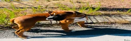 Boxer dogs for sale: Beautiful Boxer Puppy  - Advert 5