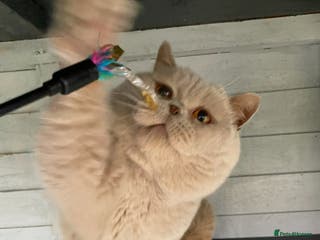 British Shorthair cats 🔥 GCCF TICA FAWN STUD CARRYING CINNAMON LONGHAIR in Derby - Advert 23