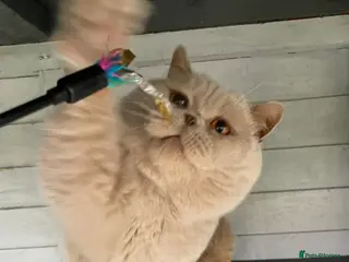 British Shorthair cats 🔥 GCCF TICA FAWN STUD CARRYING CINNAMON LONGHAIR in Derby - Advert 18