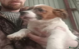 Jack Russell dogs for sale: Jack Russell Puppies - Advert 6