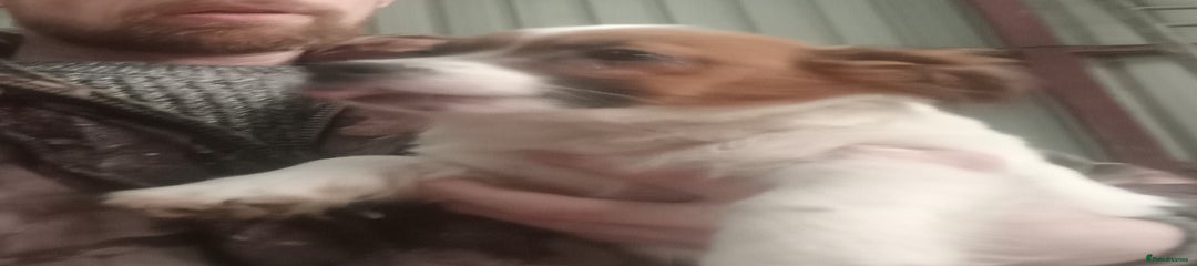 Jack Russell Puppy 3