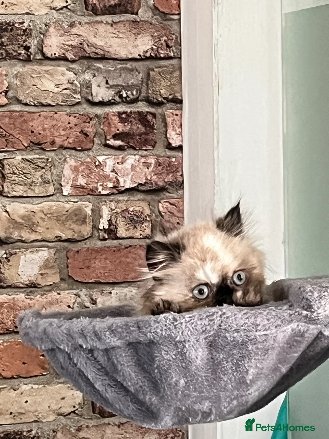 Persian cats for sale: Persian kittens for sale in Seaham - Advert 1