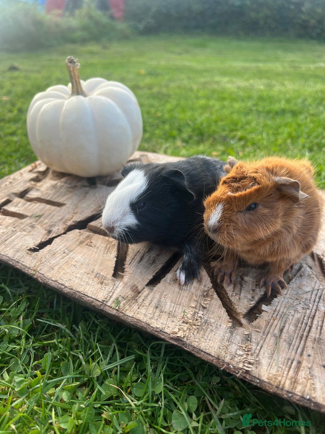 Guinea Pig rodents for sale: Guinea Pig Babies for Sale Boys and Girls - Advert 4