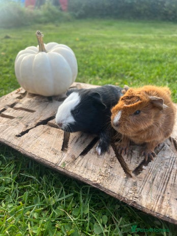 Guinea Pig rodents - Advert 15