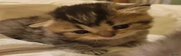 Scottish Fold cats for sale: Scottish fold  - Advert 33