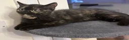 British Shorthair cats for sale: GCCF - BSH Girls - looking for forever homes  - Advert 25