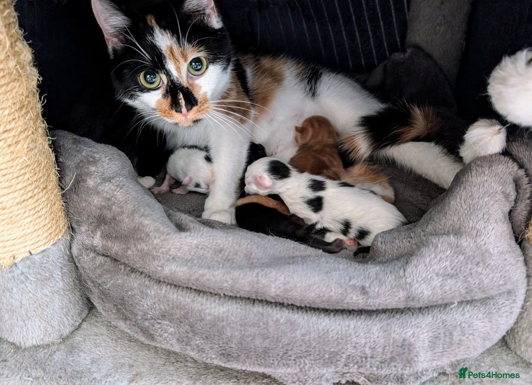 Mixed Breed cats for sale: Beautiful healthy kittens 😍😍 - Image 15