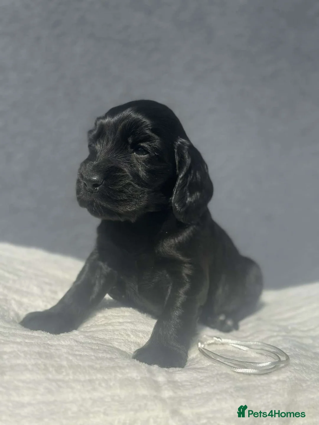 Cocker Spaniel dogs for sale: Show Cocker Spaniel Puppy’s  - Advert 30
