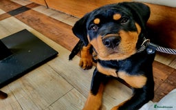 Rottweiler dogs for sale: Big beautiful Rottweiler puppies KC - Image 16