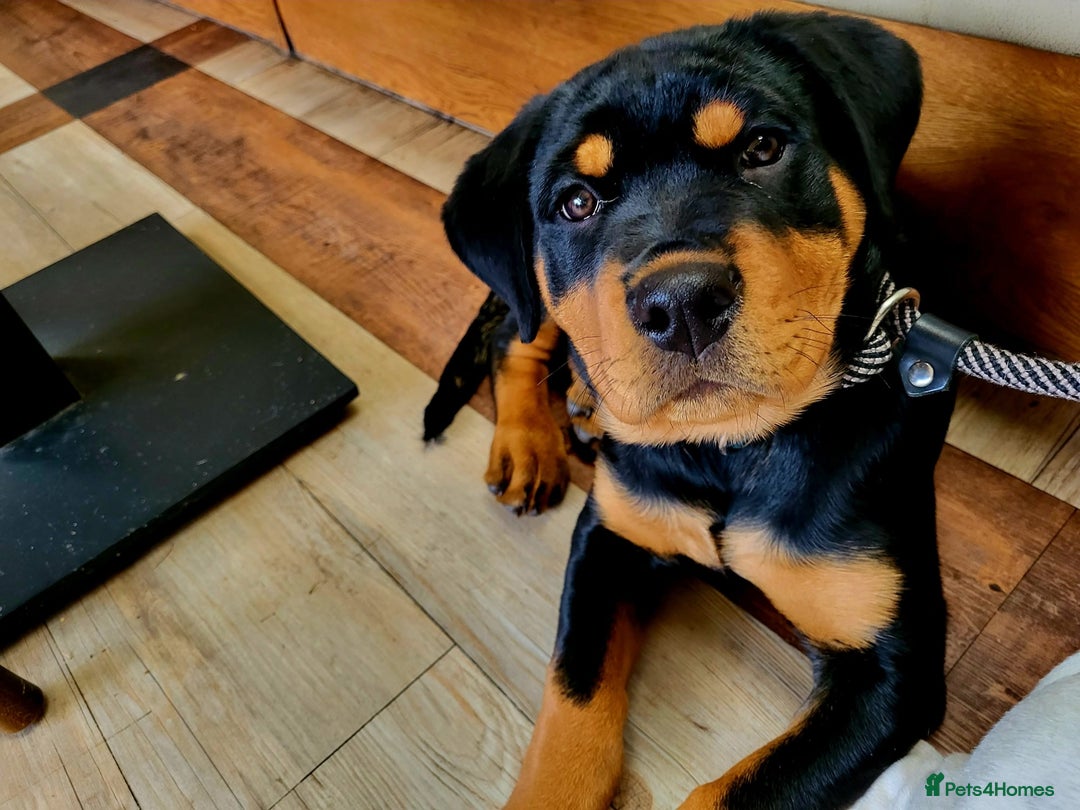 Rottweiler dogs for sale: Big beautiful Rottweiler puppies KC - Image 16