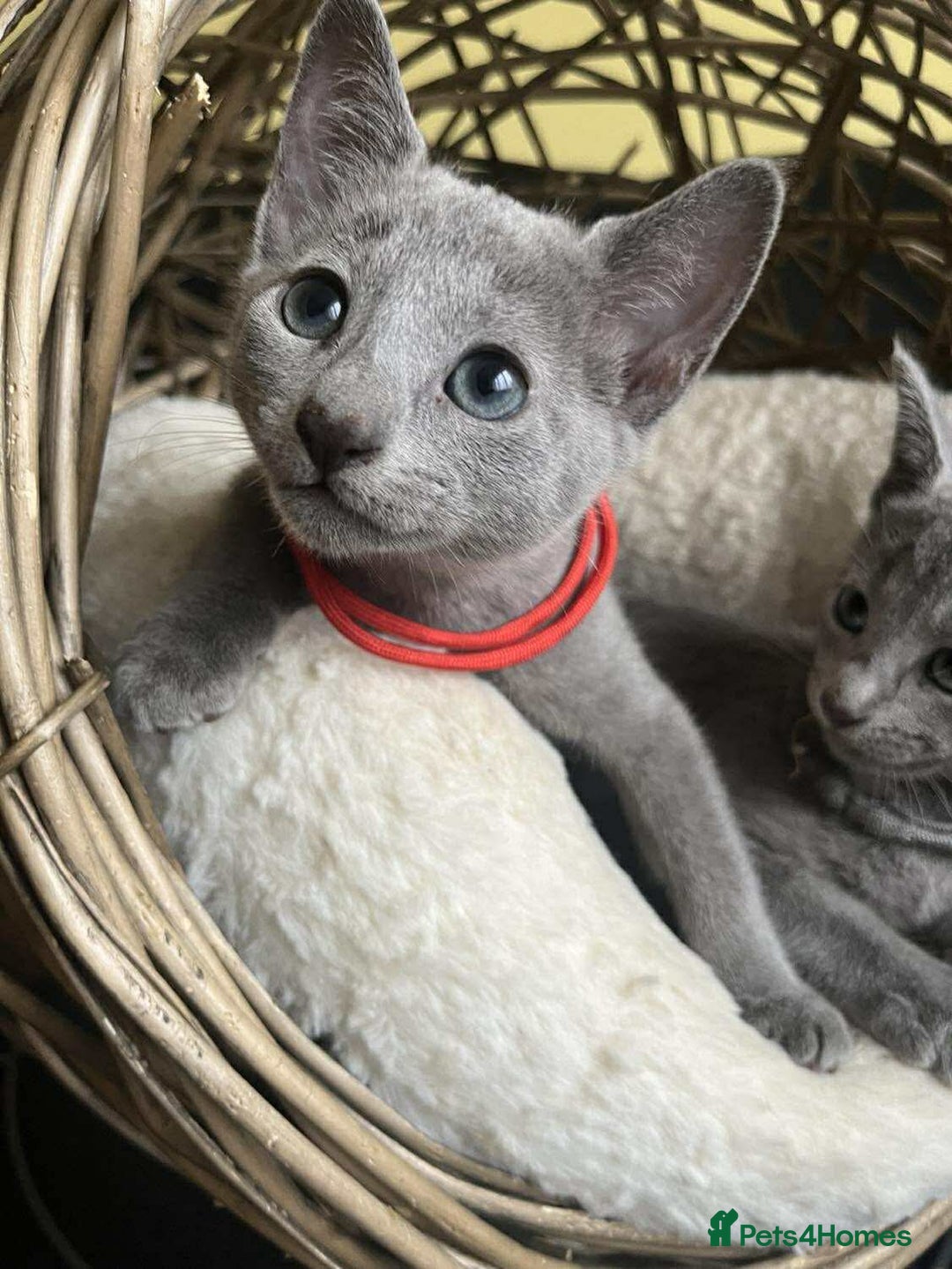 Russian Blue cats for sale: TICA REGISTERED Pure Breed Russian Blue Kittens - Image 4