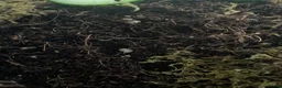 Snails invertebrates for sale: Giant African land snail babies  in Plymouth - Advert 9