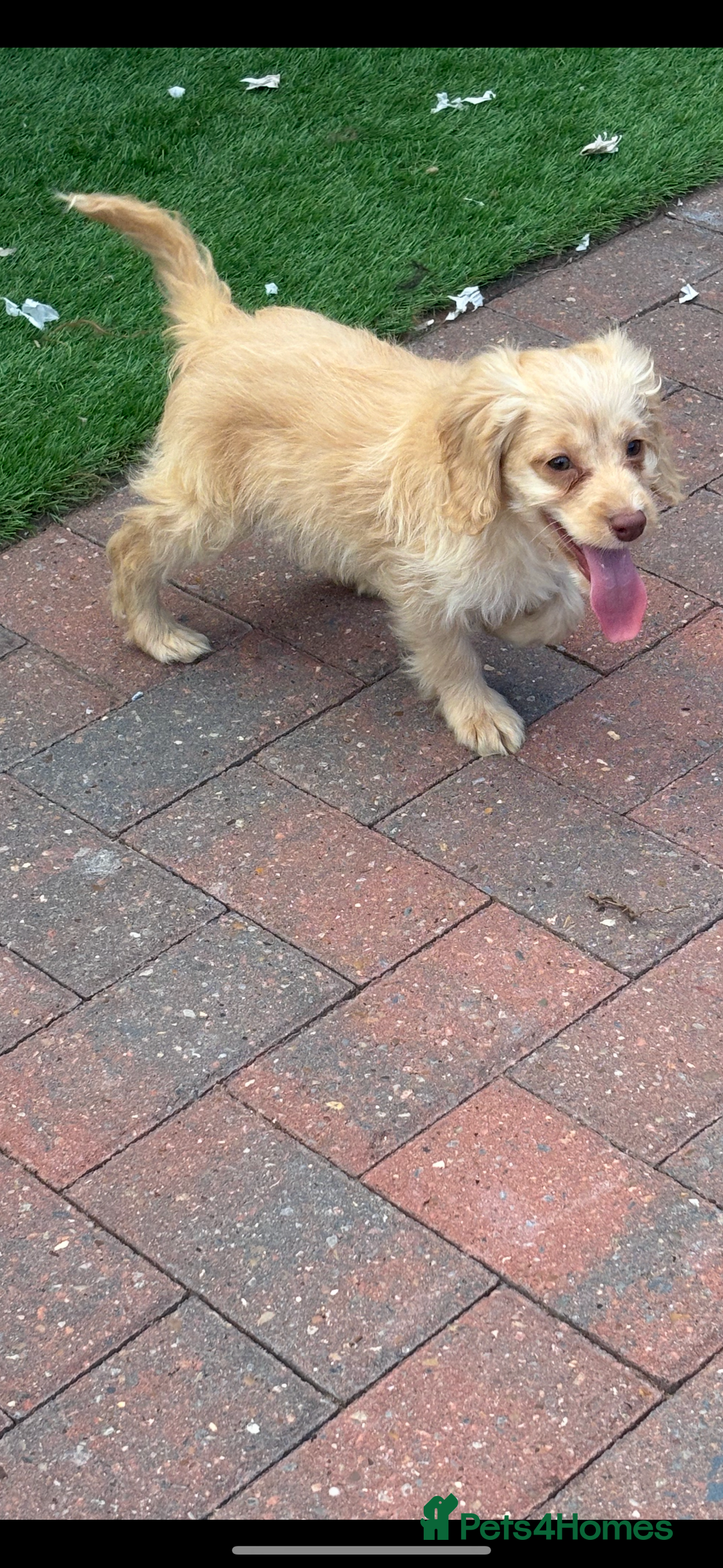Cockapoo dogs for sale: 1male 1 female cockapoo  - Advert 7