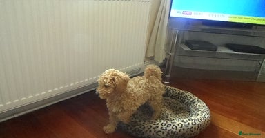 Cavapoo dogs - Advert 4