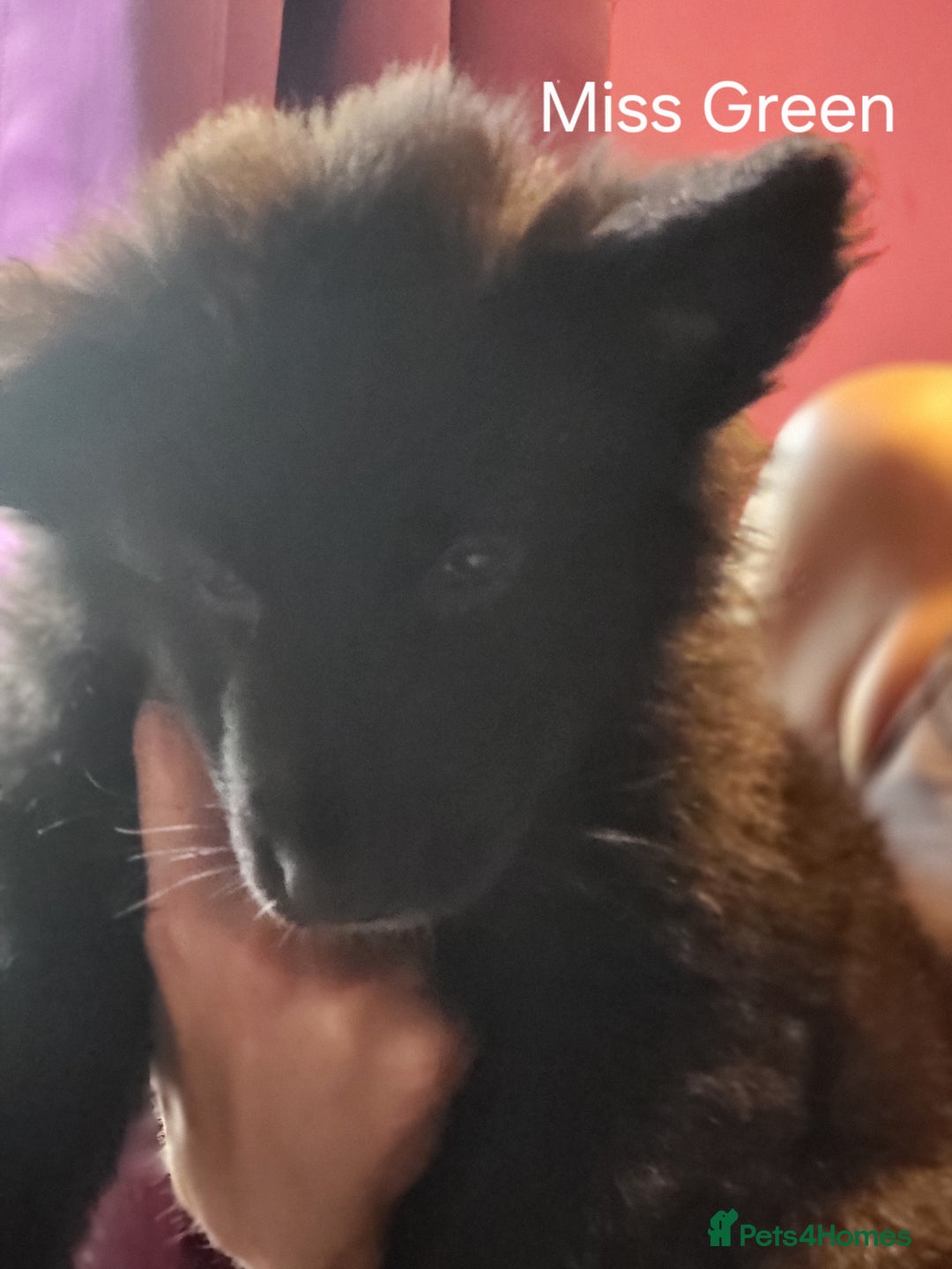 German Shepherd dogs for sale: German shepherd puppies  - Image 5