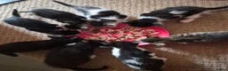 Mixed Breed cats for sale: Kittens - Advert 15