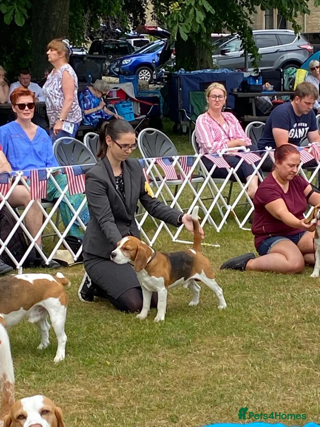 Beagle dogs for stud: TOP PRODUCING STUD CRUFTS QUALIFIED, CHAMPION BRED in Birmingham - Advert 14
