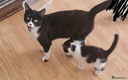 Mixed Breed cats for sale: Beautiful 12 week old female kitten! - Image 3