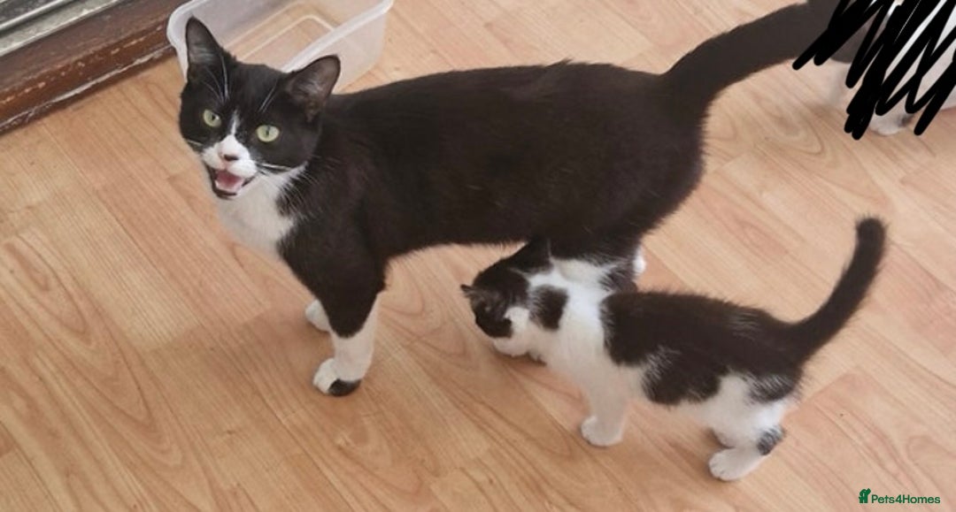 Mixed Breed cats for sale: Beautiful 12 week old female kitten! - Image 3
