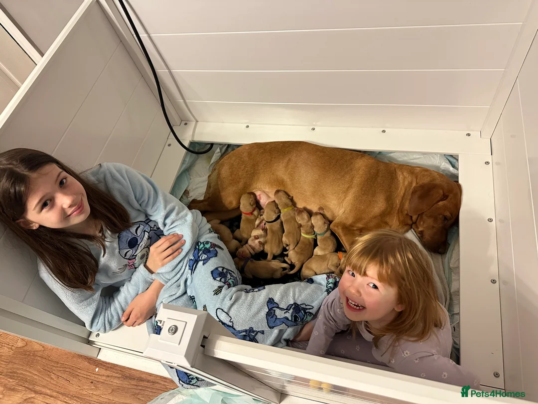 Labrador Retriever dogs for sale: KC Fox Red Labrador Pups FTCH Sire - Health Tested - Advert 26