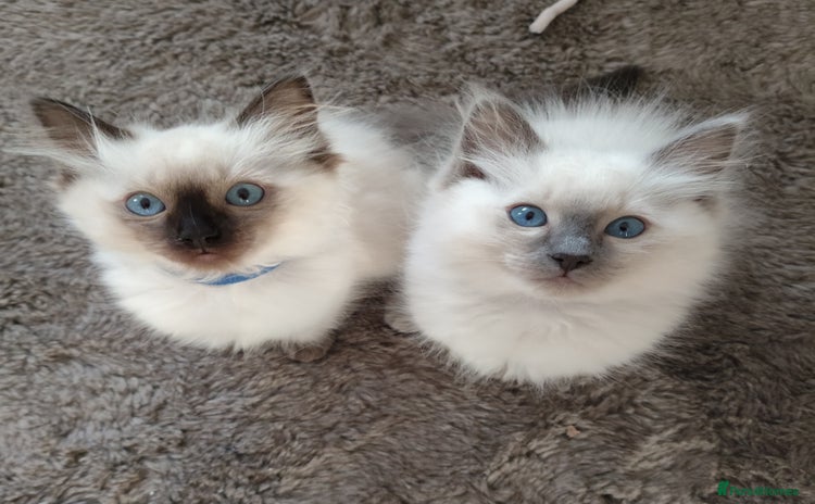 Ragdoll cats - Advert 4