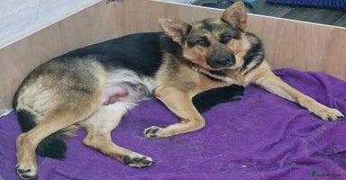 German Shepherd dogs Adorable 6-Week-Old Puppy Look Her Forever Home! - Advert 13